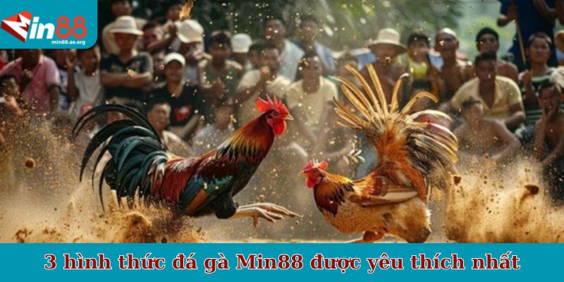 3 hình thức đá gà Min88 được yêu thích nhất