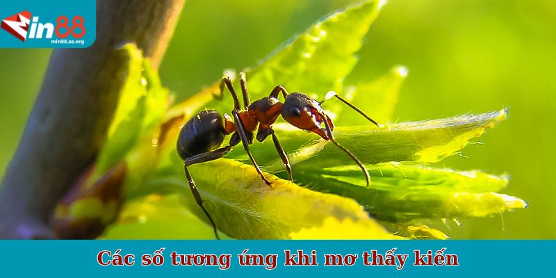 Các số tương ứng khi mơ thấy kiến