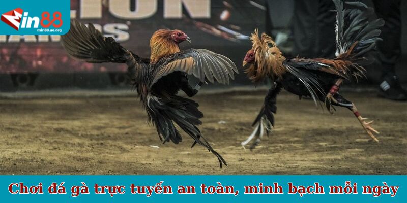 Chơi đá gà trực tuyến an toàn, minh bạch mỗi ngày