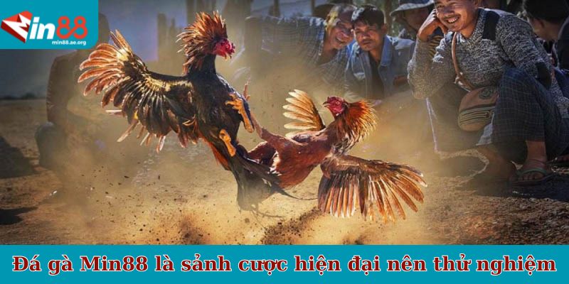 Đá gà Min88 là sảnh cược hiện đại nên thử nghiệm ngay