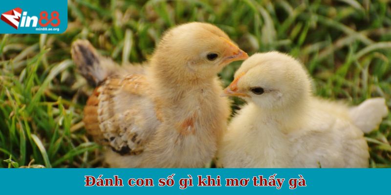Đánh con số gì khi mơ thấy gà