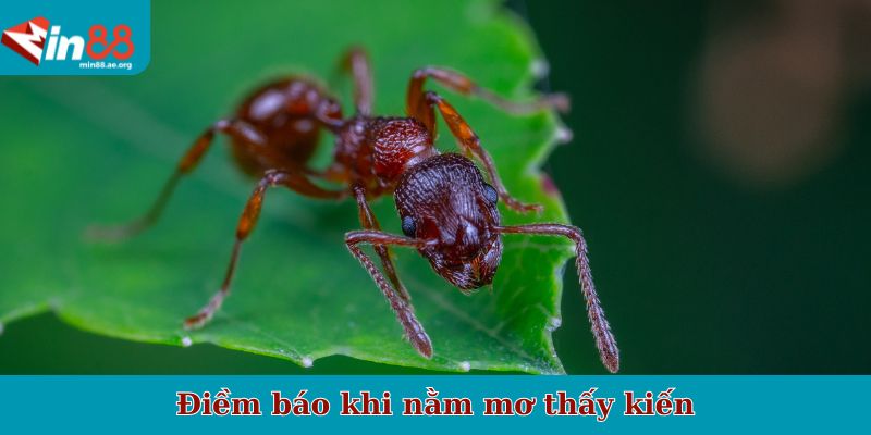 Điềm báo khi nằm mơ thấy kiến