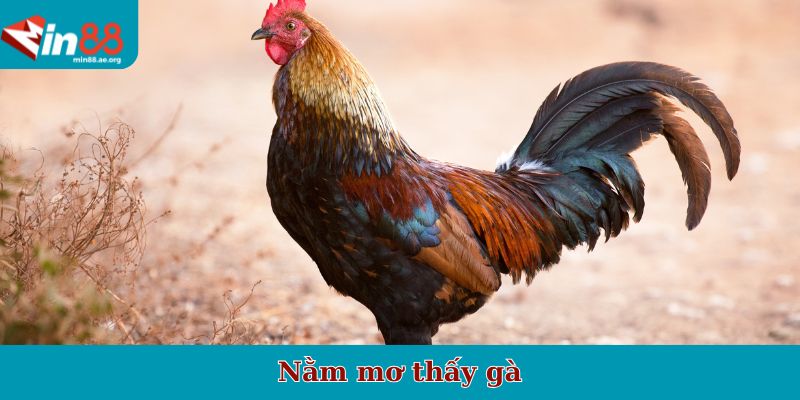 Nằm mơ thấy gà