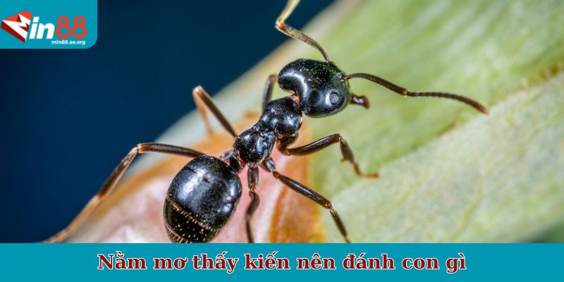 Nằm mơ thấy kiến nên đánh con gì