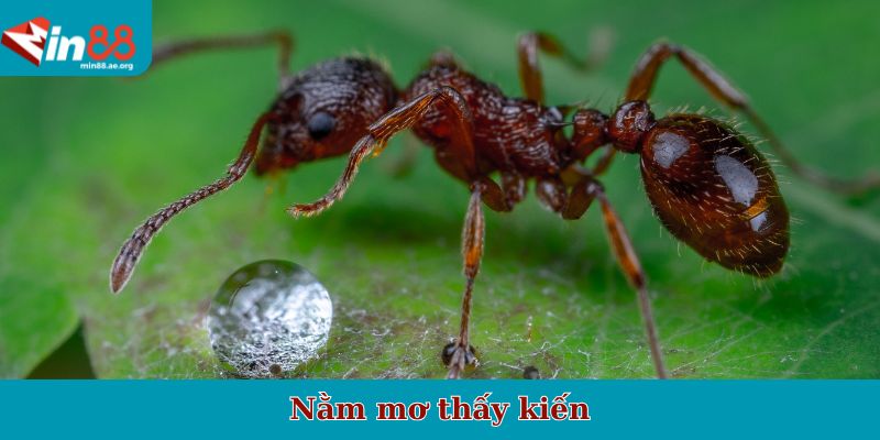 Nằm mơ thấy kiến