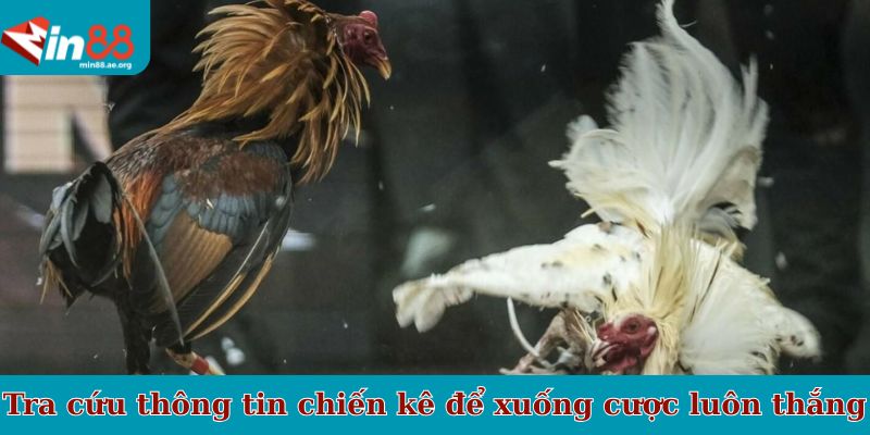 Nên tra cứu thông tin từng chiến kê để xuống cược luôn thắng