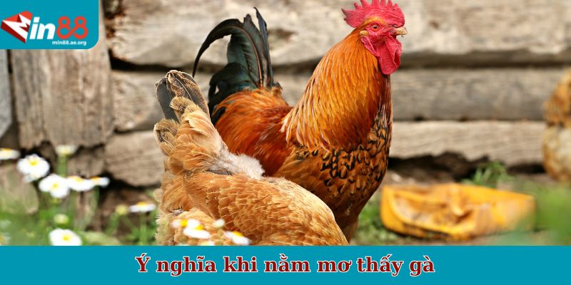Ý nghĩa khi nằm mơ thấy gà
