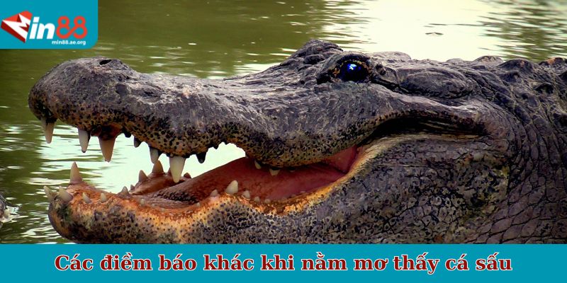 Các điềm báo khác khi nằm mơ thấy cá sấu