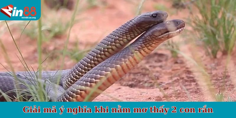 Giải mã ý nghĩa khi nằm mơ thấy 2 con rắn