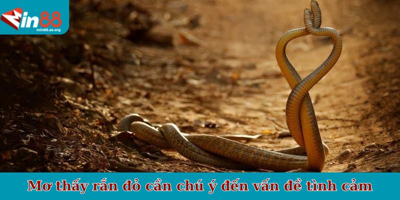 Mơ thấy rắn đỏ cần chú ý đến vấn đề tình cảm