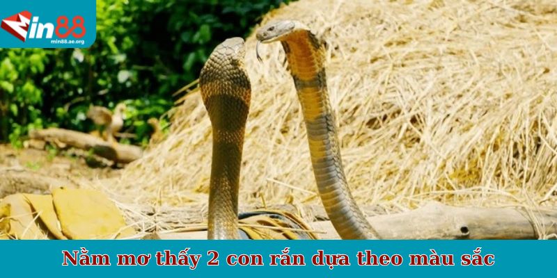 Nằm mơ thấy 2 con rắn dựa theo màu sắc
