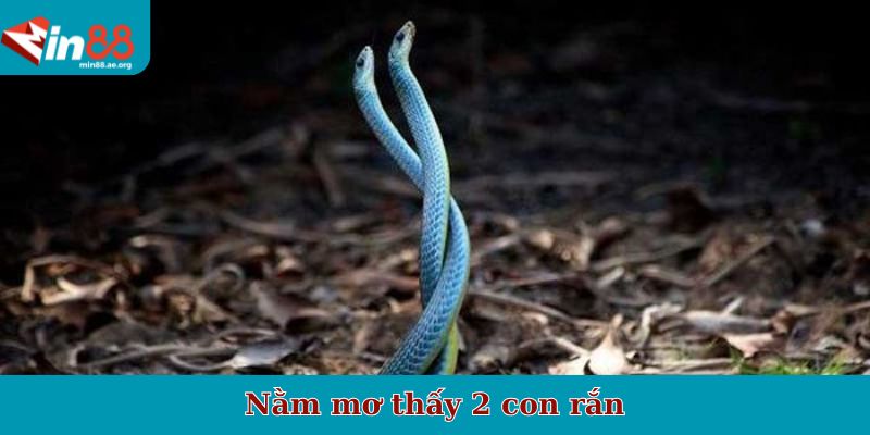 Nằm mơ thấy 2 con rắn