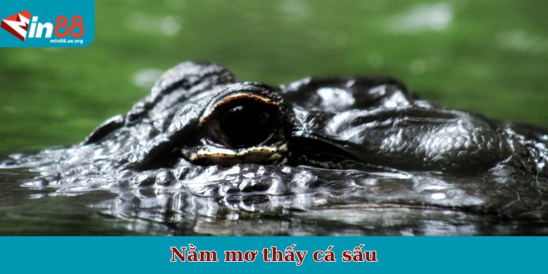 Nằm mơ thấy cá sấu