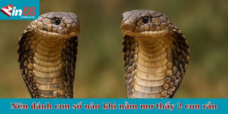 Nên đánh con số nào khi nằm mơ thấy 2 con rắn